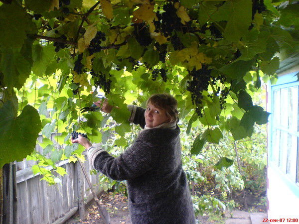 Елена Франц