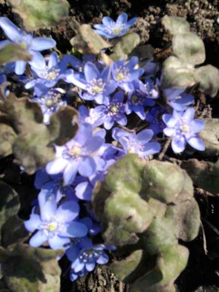 Тоня Лобовикова