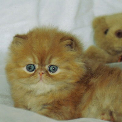 Полина Дорофеева