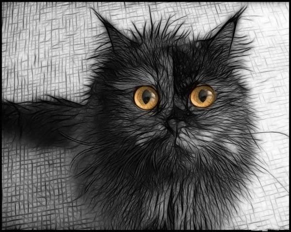 Александра Куташевская