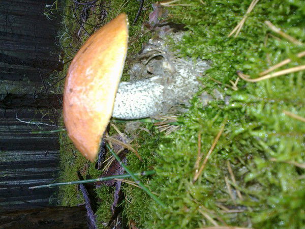 Иванов Станислав