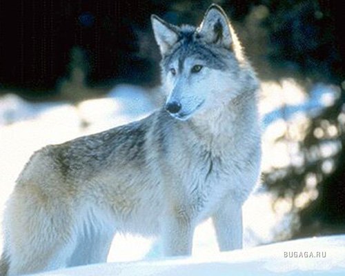 Ирена Родина