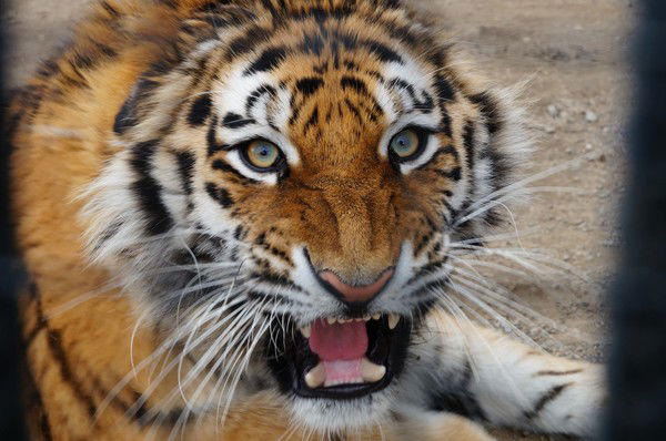 Анжела Опарова