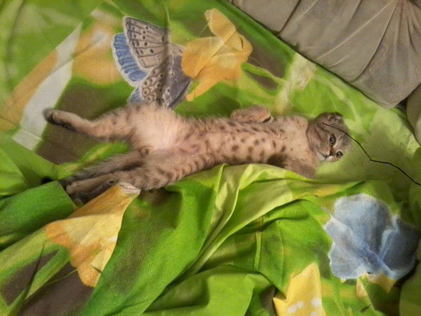 Елена Арапова