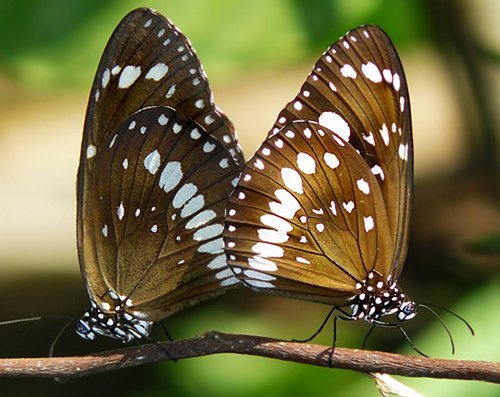 Фирдавс Ходжаев