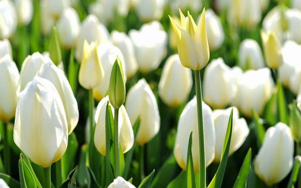 Любовь Унарова