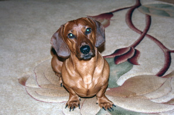 Александр Цах