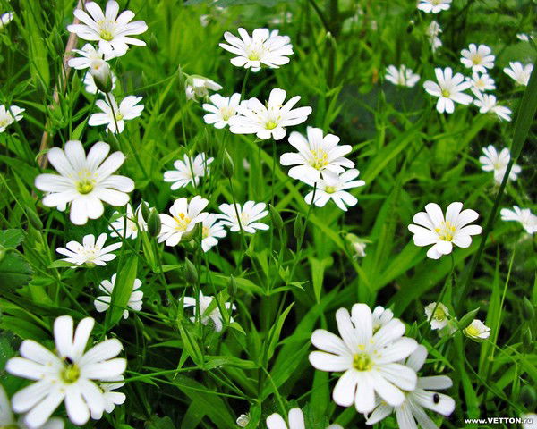 Гулшат Амангелдиновна