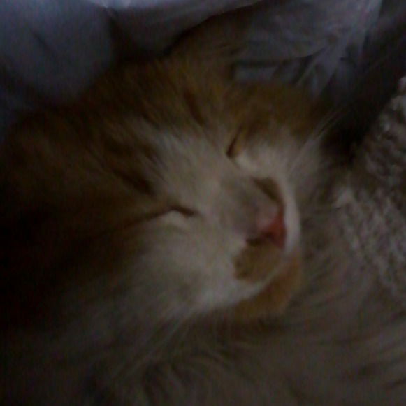 Андрей Гришин