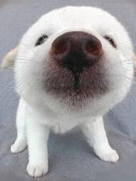 Иван Молоков