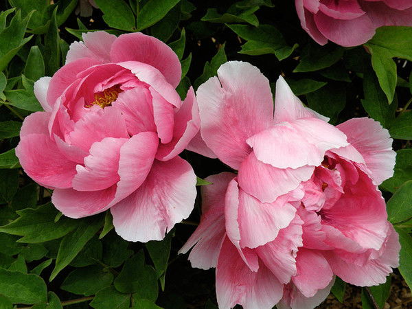 Ирина Свердлова