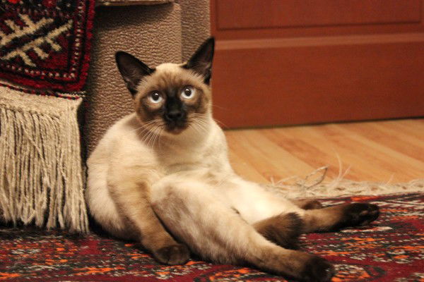 Юлия Гунешева