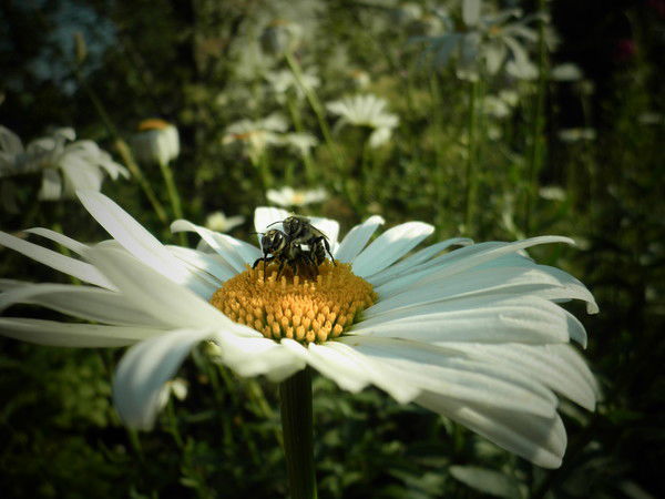 Елена Соловьёва