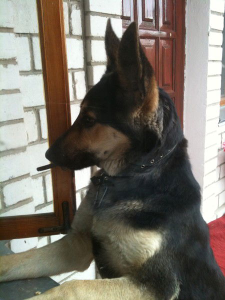 Геннадий Петренко