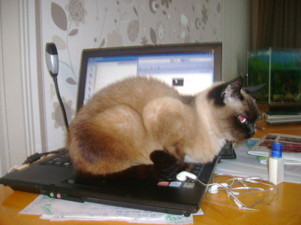 Литвак Светлана