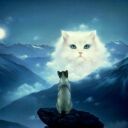 Светлана Орлова