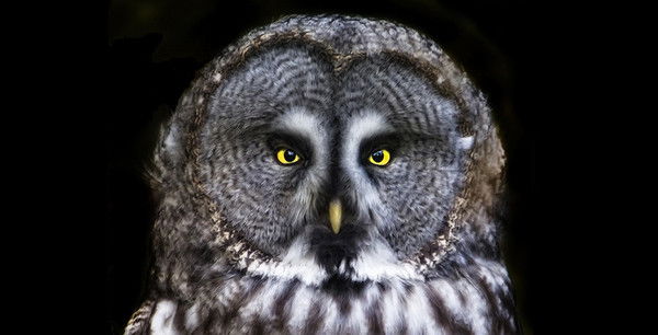 Олег Воловик