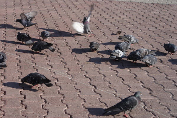 Анфиса Гордеева