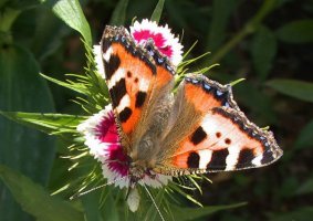 I Love ****** Malinovcka