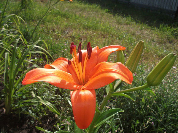 Юлия Егорова