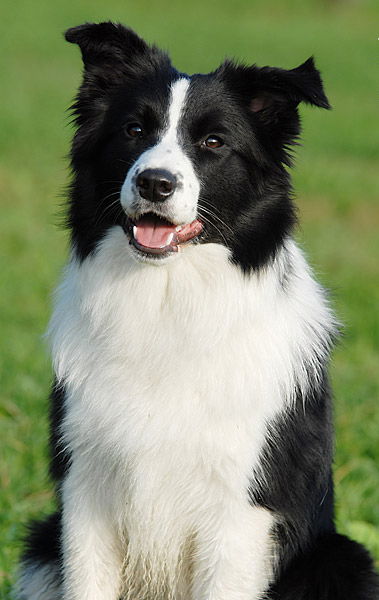 Какаду Горького