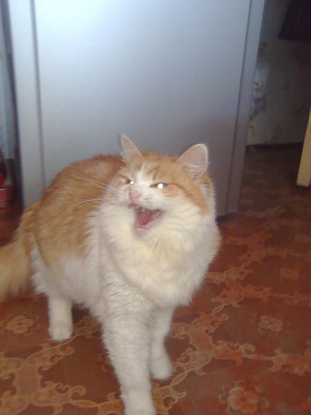 Анютка Зернова