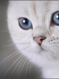 Аленька Цветочек