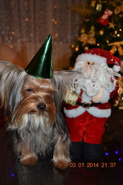 Светлана Михеева