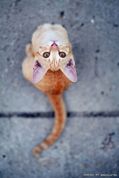 The Devilishly Happy