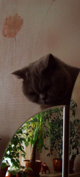 Ирина Вертебная