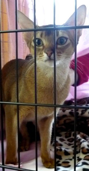 Дина Михайлова