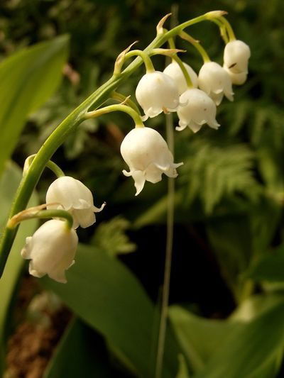 Людмила Тихонова