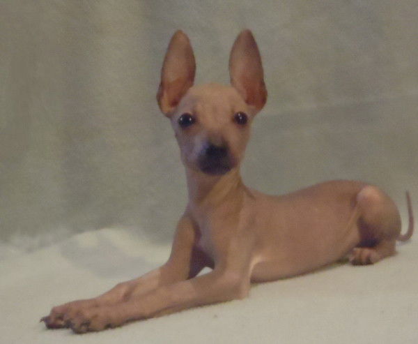 Елена Воробьева