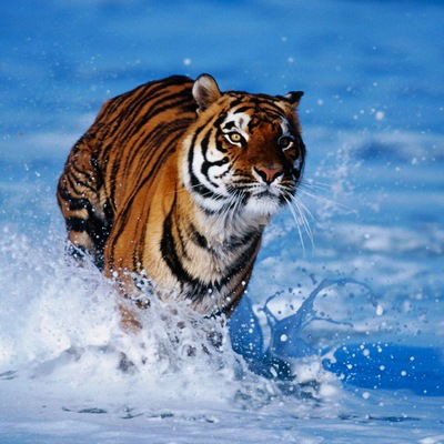 Вася Стефанишин