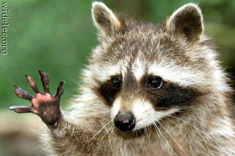 Владимир Пильтяев