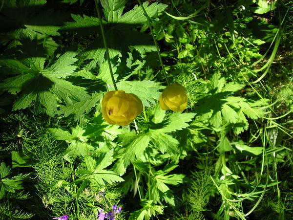 Алина Суховий