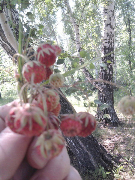 Светлана Краснова