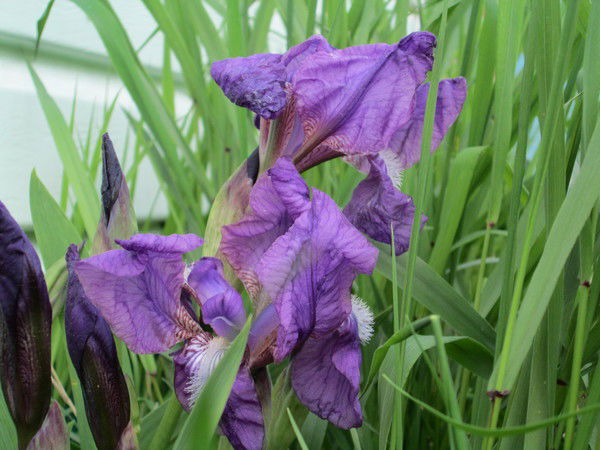 Валентина Выгодчикова