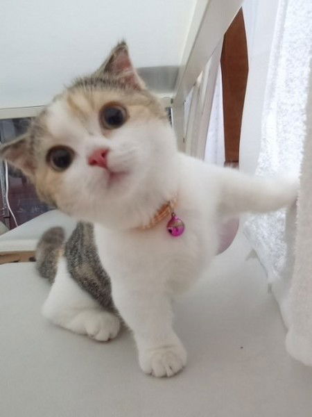 Иннокентий Степанович