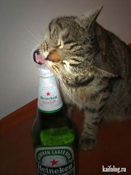 Михаил Швецов