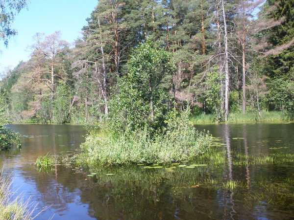 Лариса Доронговская