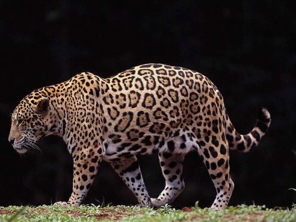 Горбатовская Саша