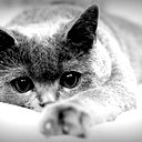 Доступ_Закрыт *****