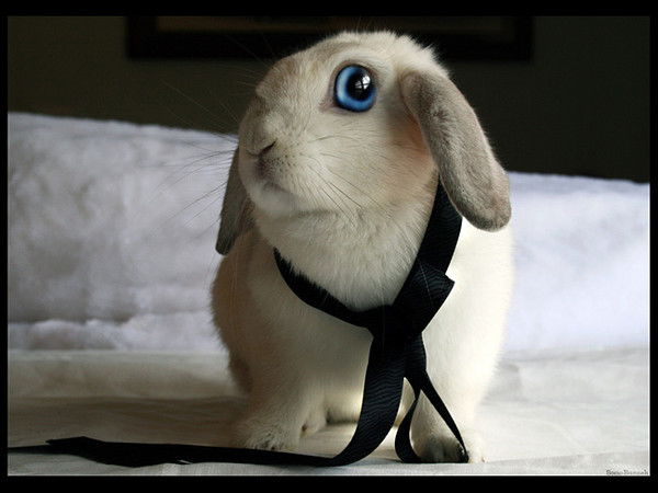 Ольга Кулабухова