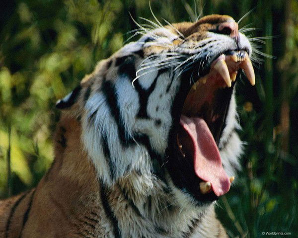 Сергей Чмиль