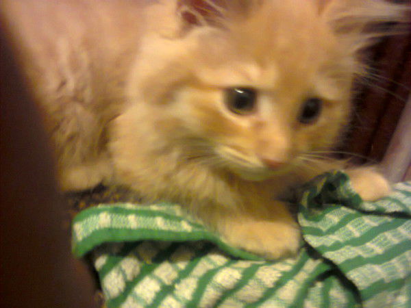 Сергей Криков