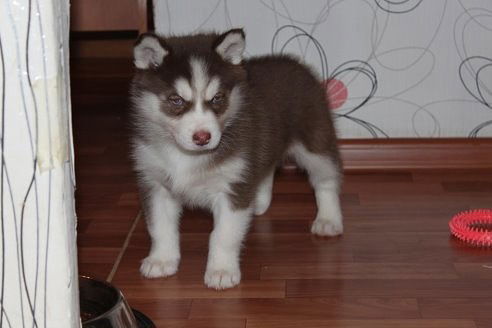 Татьяна Чистякова