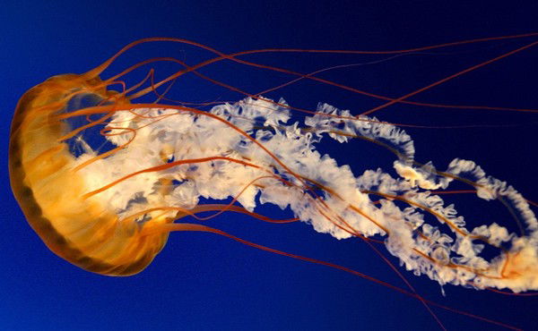 Faxriddin Tuxtamurodov