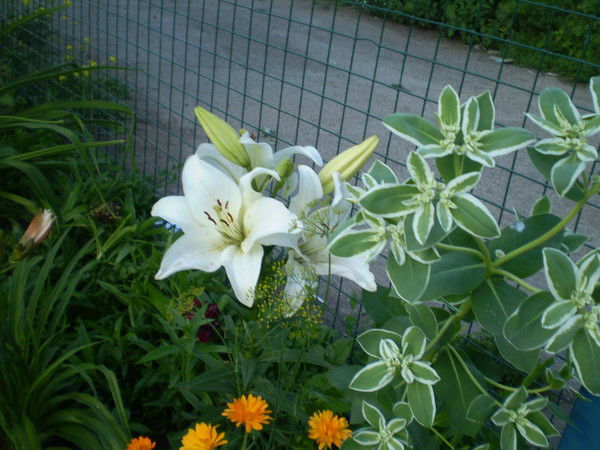 Оксана Исаева