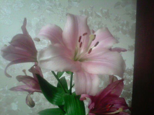 Андрей Кандаков